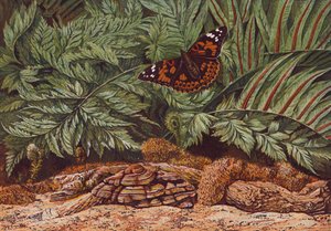 Painted lady vlinder (kleurenlitho)