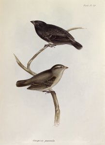 Paar Geospiza Parvula, illustratie uit The Zoology of the Voyage of H.M.S. Beagle, 1832-36, door Charles Darwin, 1840 door English School
