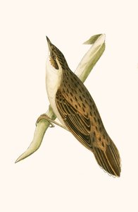 Pallas