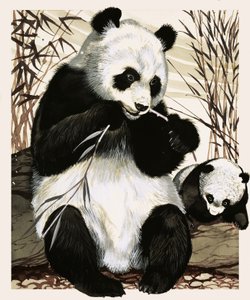 Panda en welp