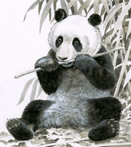 Panda die bamboe kauwt