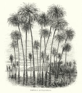 Papyrus Antiquorum