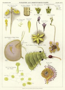 Parasieten en Insectenetende Planten