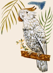 Papegaai