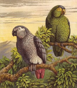 Papegaaien (kleur litho)