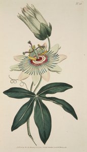 Passiflora Coerulea Gewone Passiebloem, pub. 1786 handgekleurde gravure