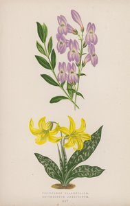 Pentstemon Crassifolium; Erythronium Americanum (kleur litho) door English School