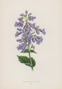 Pentstemon Ovatum