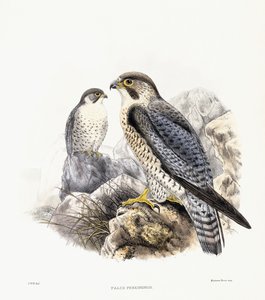 Slechtvalk - Falco Peregrinus, 1894-1899