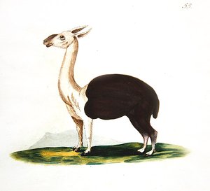 Peruaanse guanaco, ca. 1810