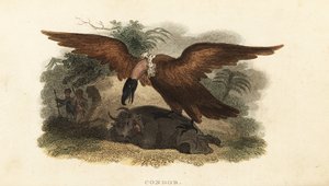 Peruaanse man die een koeienhuid draagt om een condor te lokken