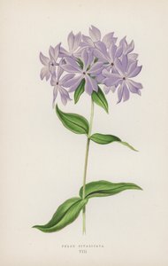 Phlox Divaricata (kleur litho) door English School