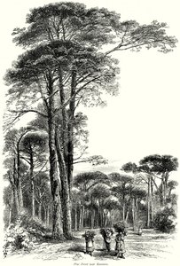 Dennenbos bij Ravenna (gravure) door English School