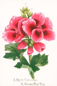 Roze Bloemen, Kerstkaart