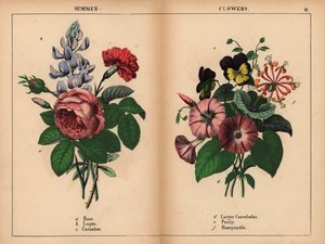 Roze koolroos, blauwe lupine, scharlaken anjer, paarse grote winde, paarse en gele viooltjes, en roze en oranje kamperfoelie, uit "The Instructive Picturebook, or Lessons from the Vegetable World," [Charlotte Mary Yonge], Edinburgh door English School