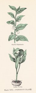 Giftige planten