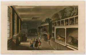 Politos Koninklijke Menagerie, Exeter Change, Strand door English School