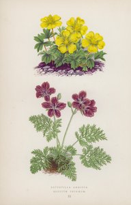 Potentilla Ambigua; Erodium Petraeum