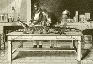 Kracht van de kaken van een krokodil