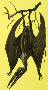 Pterodactylus door English School