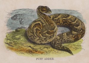 Pofadder