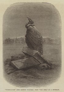 "Zuivering" (De Griffon Gier), uit "De Vogel," door J Michelet (gravure)