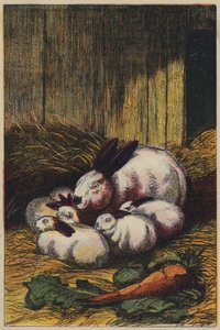 Konijnen