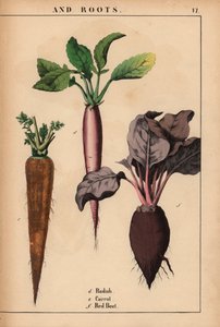 Radijs, wortel en rode biet, uit "The Instructive Picturebook, or Lessons from the Vegetable World," [Charlotte Mary Yonge], Edinburgh door English School