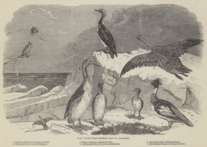 Zeldzame wintervogels onlangs geschoten in Yorkshire (gravure)