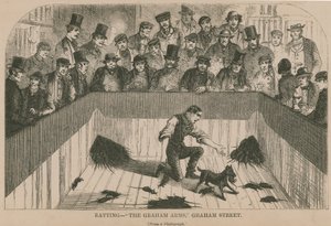 Ratten in de Graham Arms (gravure)