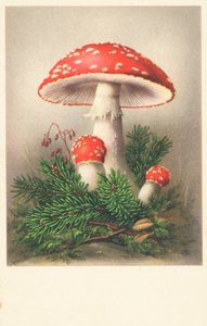 Roodkapjes paddenstoelen
