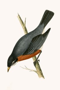 Roodborstlijster, illustratie uit 