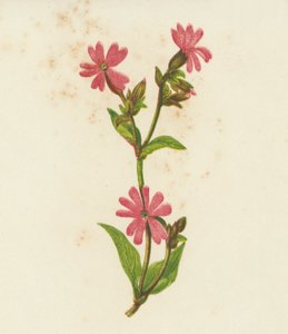 Dagkoekoeksbloem, Lychnis Dioica door English School