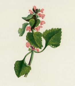 Rode Dovenetel, Lamium Purpureum