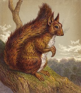 Rode eekhoorn