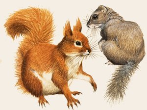 Rode eekhoorn en hazelmuis
