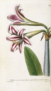 Rood en wit gestreepte lelie, 1799-1810 door English School