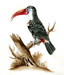 Roodbektoekan