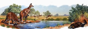 Rode kangoeroe en eendensnavelvogelbekdier