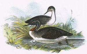 Roodkeelduiker