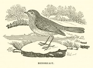 Roodborst (gravure)