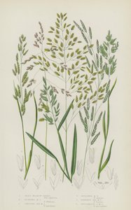 Riet Weidegras, Drijvend Weidegras, Kruipend Zee Weidegras, Teruggebogen Weidegras (kleur litho) door English School