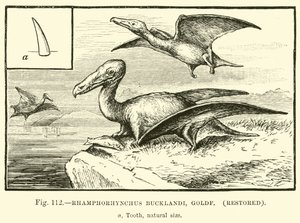 Rhamphorhynchus Bucklandi, Goldf, gerestaureerd