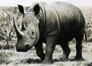 Neushoorn