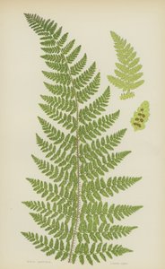 Stijve Lastrea (kleur litho)