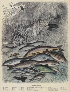 Rivervissen