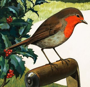Roodborstje (gouache op papier)