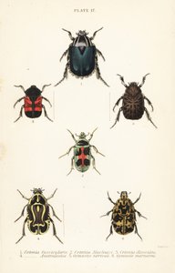 Rozenkevers: Cetonia fascicularis 1, Heterorhina macleayi 2, Gametoides subfasciata 3, vioolkever, Eupoecila australasiae 4, Gymnetis hieroglyphica 5 en Gymnetis marmorea 6 door English School