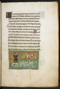 Royal 12 F.XIII, f.14 Een wolf (?) met bloed uit zijn mond, en een jager met honden, uit het Rochester Bestiarium, 2e kwart van de 13e eeuw