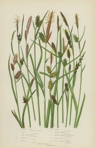 Roodbruine Carex, Bleke Carex, Lang Bracteated Carex, Gele Carex, Tawny Carex, Losse Carex (kleur litho) door English School